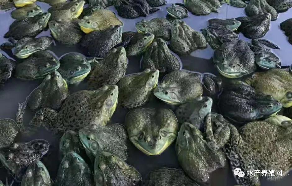 牛蛙养殖前景及价格行情,一般养殖牛蛙多少钱一斤