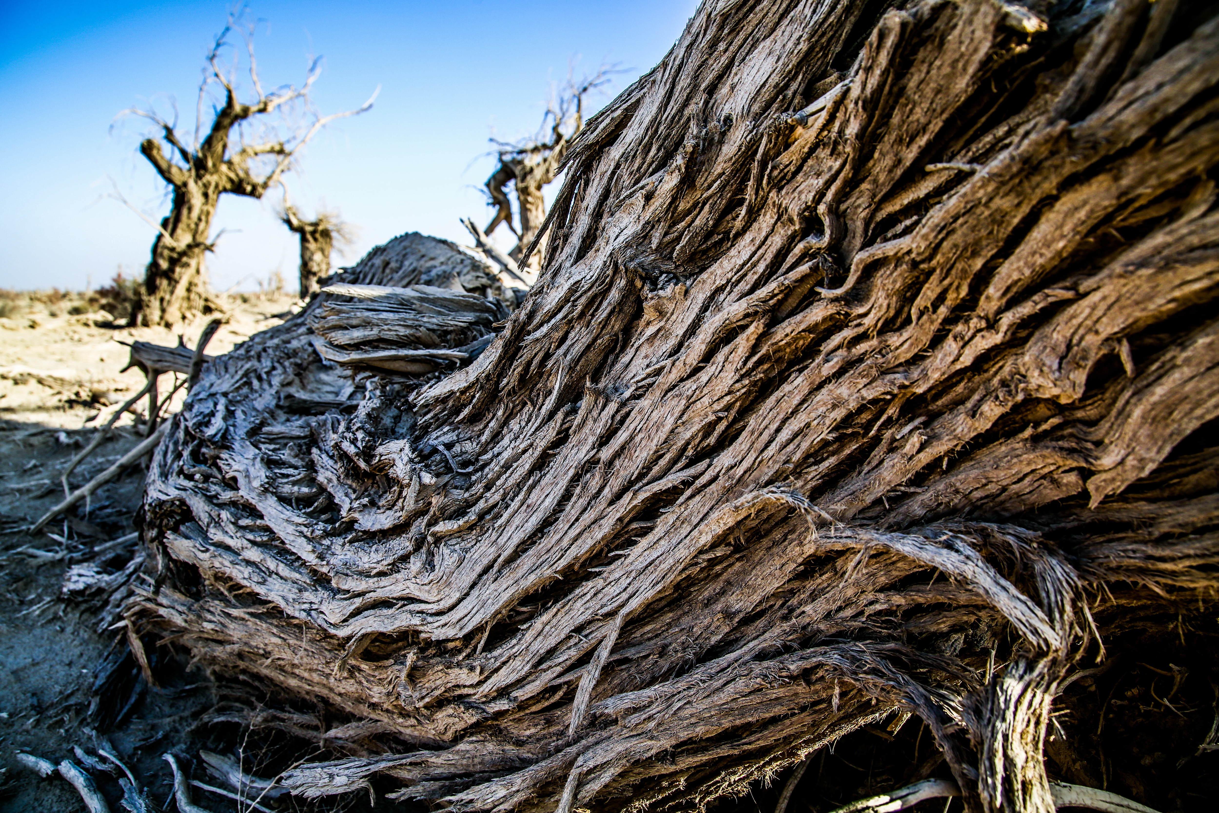 新疆南疆的胡杨,新疆沙雅胡杨林