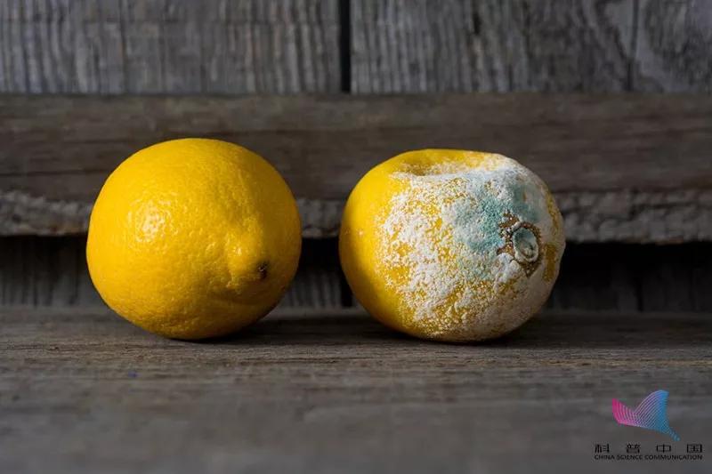 注意!鱼身上这个部位千万别吃,有剧毒!