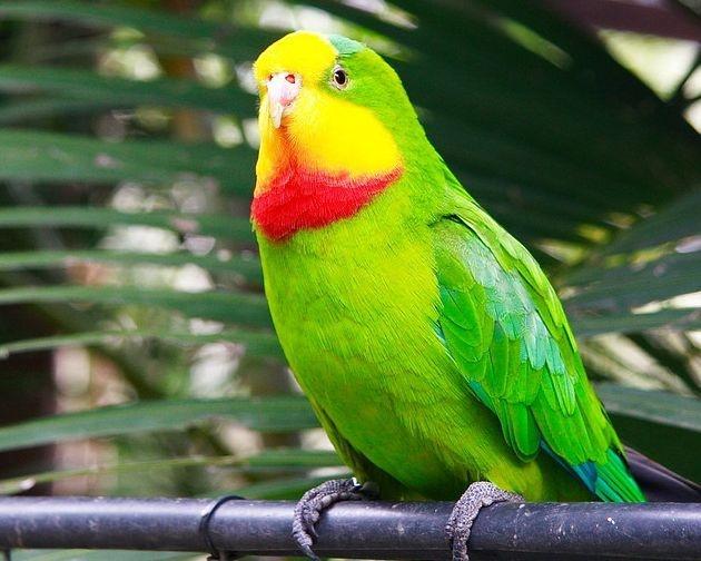 比较常见的鹦鹉有哪些,比较受欢迎的十种鹦鹉