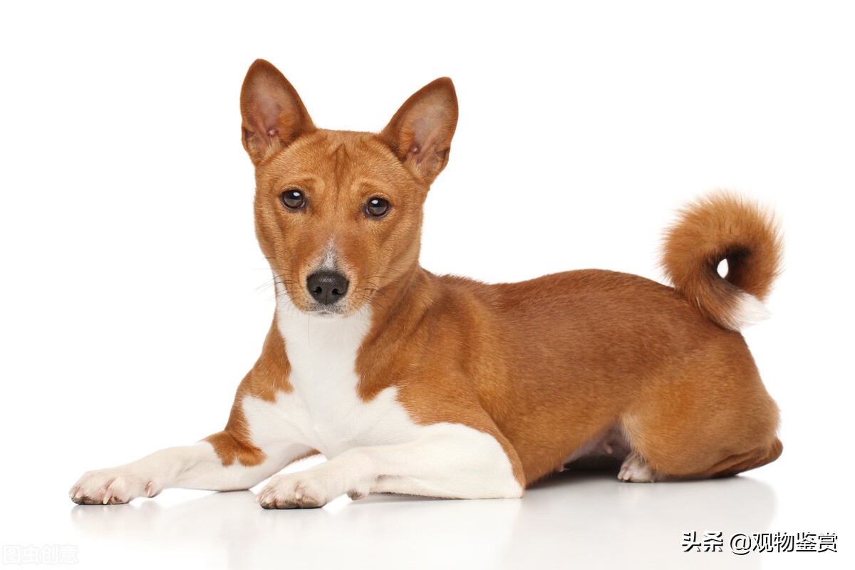 狗爪可以磨吗,狗爪能踩木地板吗