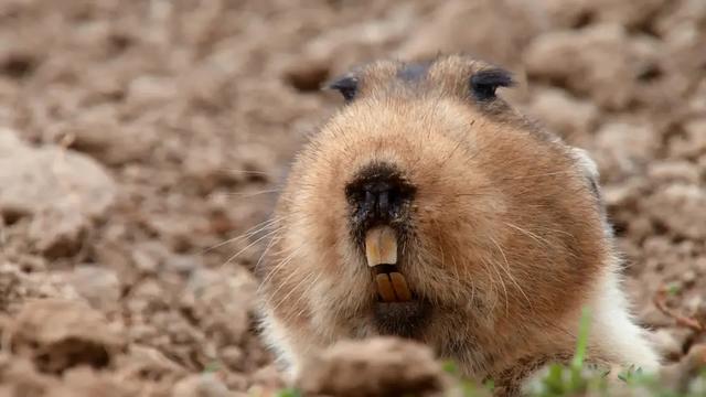 40部宝藏级bbc纪录片,bbc十大必看纪录片