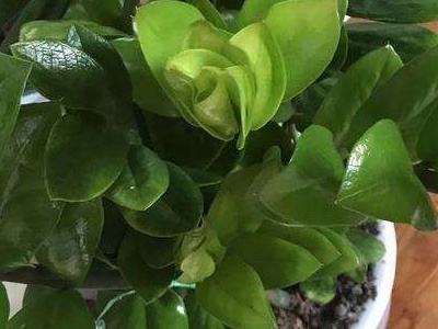 金钱树喝啤酒茂盛吗,怎样养金钱树叶子才能茂盛