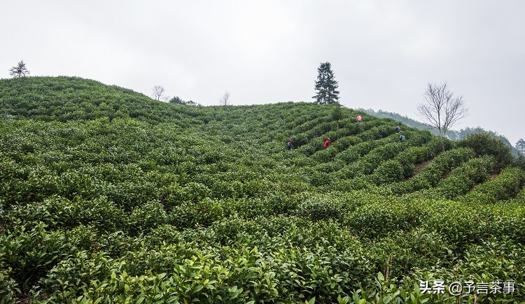 黄山毛峰水太深,掌握三点不上当,资深店员的良心告知