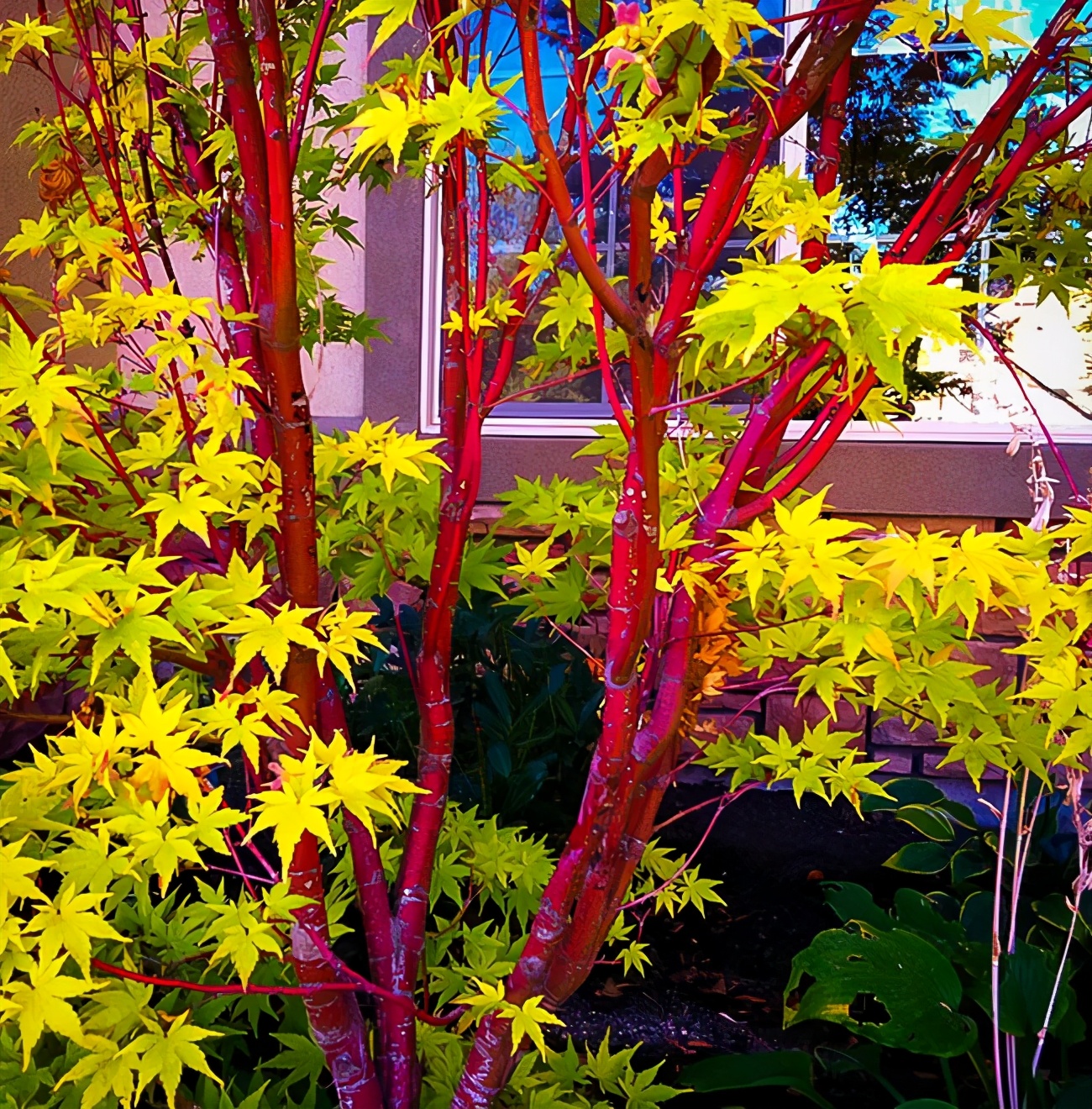 枫树叶子尖发黑枯萎像烧焦怎么治,枫树叶子干枯怎么处理