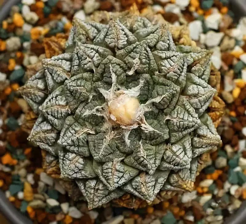 世界上最高贵最漂亮的花,世界上最名贵的花