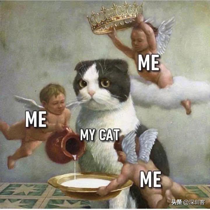 深圳猫市,深圳猫市场