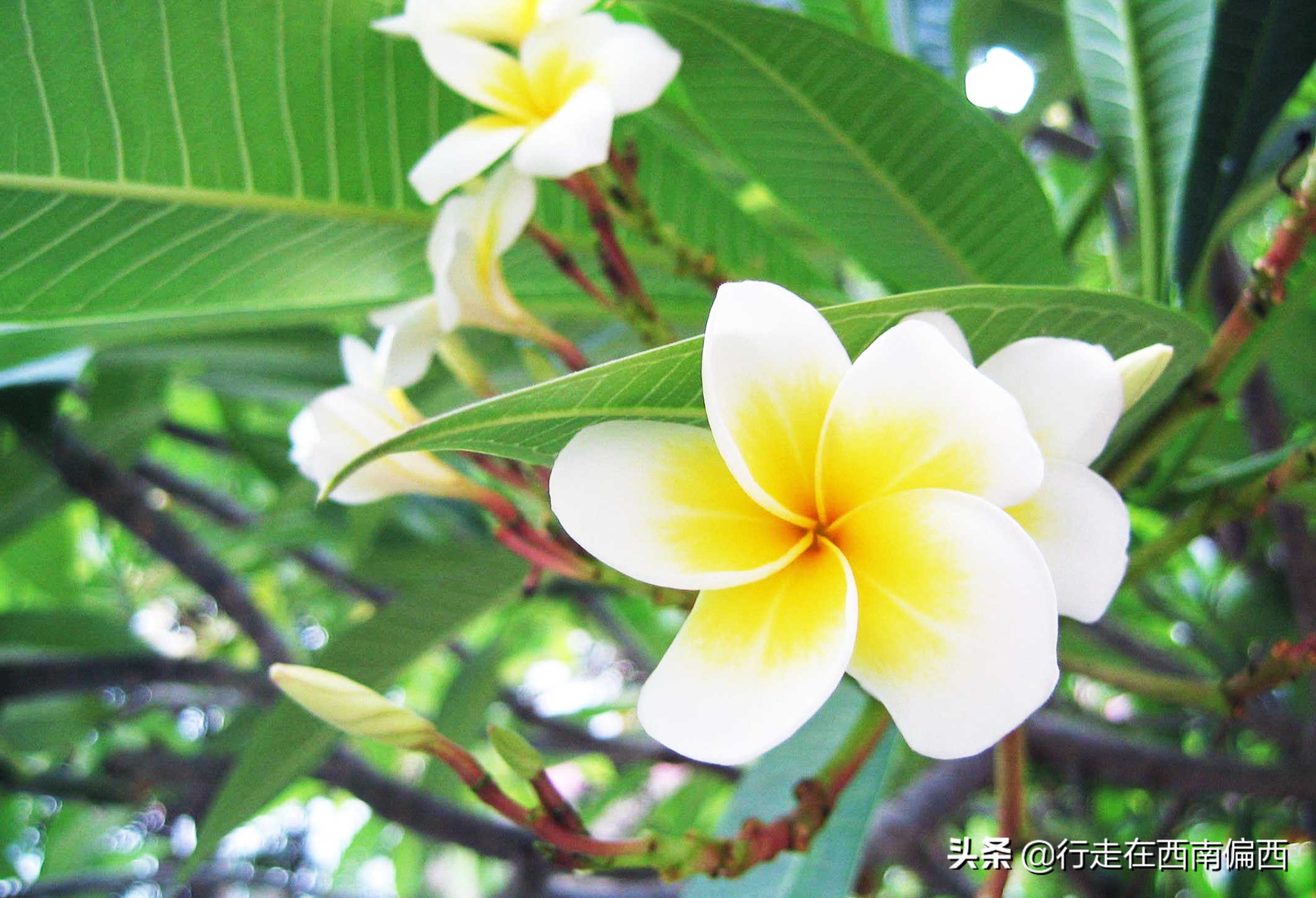 西双版纳五树六花景点,西双版纳都有哪些开花的树