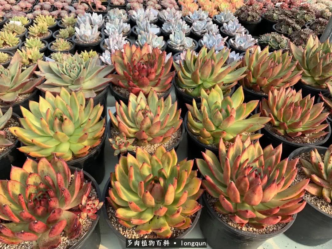 肉叔带你走遍韩国多肉大棚,记一次精彩的采摘之旅