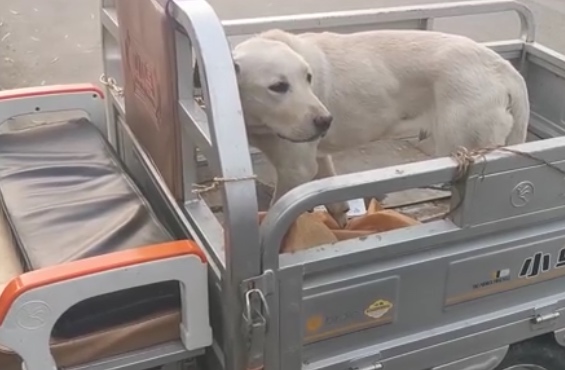 拉布拉多幼犬得了细小5天没死,得了细小狗狗临死的症状