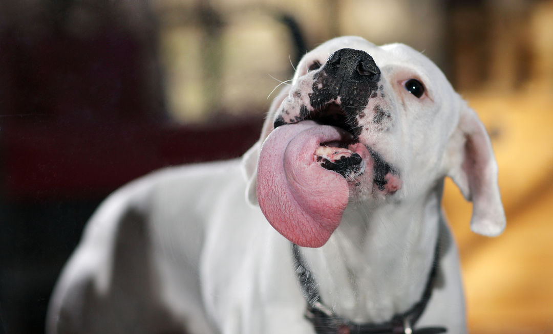 狗狗总爱舔舔舔，这是咋回事？