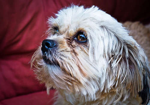 狗狗小便处有血是什么原因,家有狗狗应备什么药