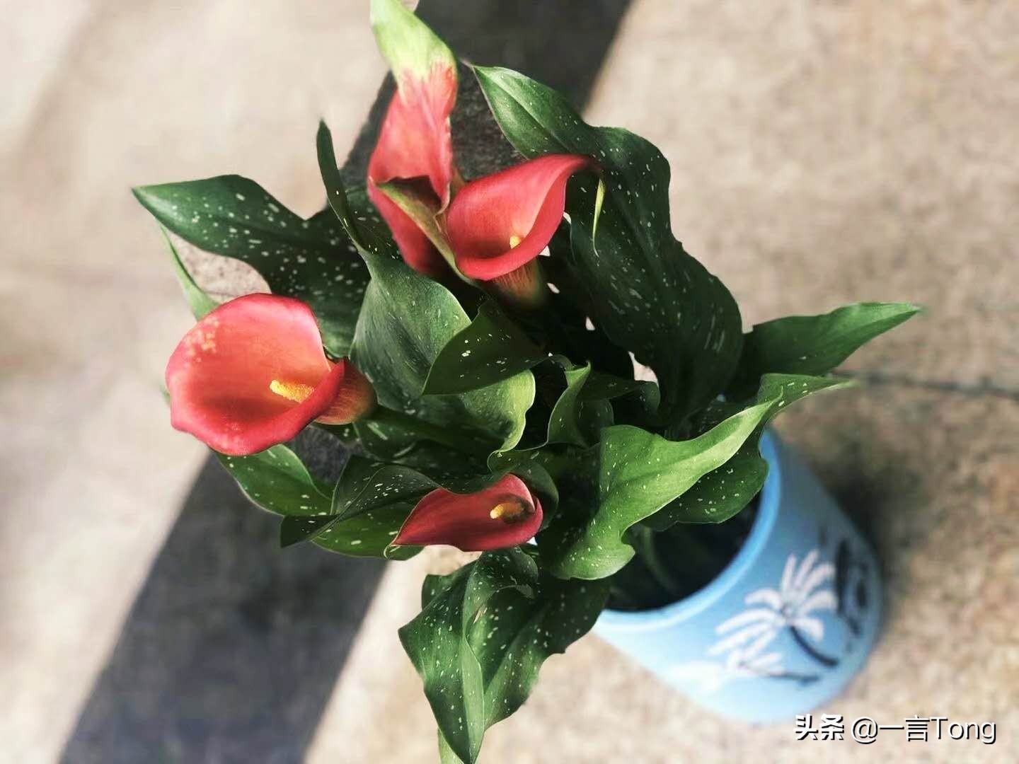 贵族版马蹄莲,高贵雅致马蹄莲