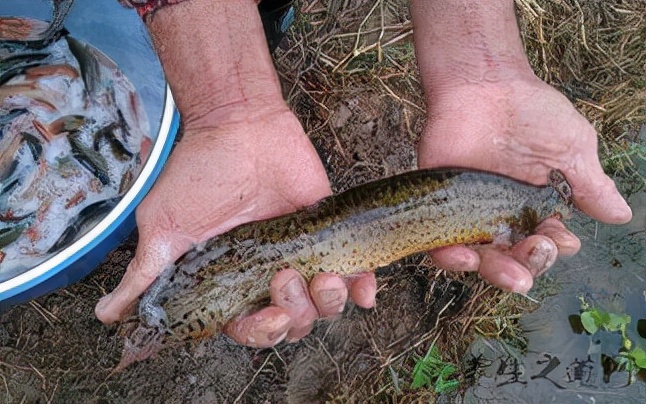 鱼塘泥鳅如何赚钱,泥鳅一亩地能挣多少钱