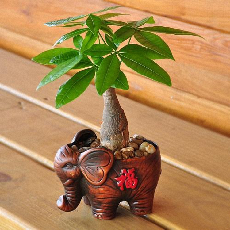 发财树枝干烂了怎么办,发财树枝枯了怎么挽救