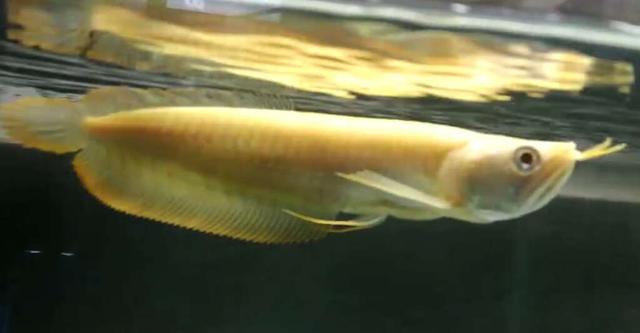 哪些观赏鱼比较皮实，如何界定观赏鱼比较容易饲养，有什么标准？