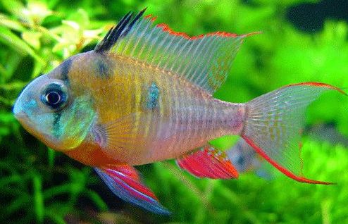 南美慈鲷,慈鲷有黑色的吗