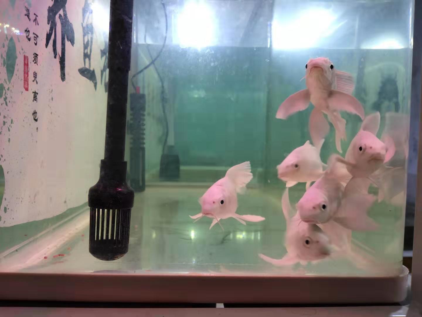 鱼缸水质白浊一夜恢复,解决鱼缸水白浊