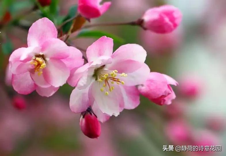 春日咏海棠经典诗词,咏海棠十首诗解析