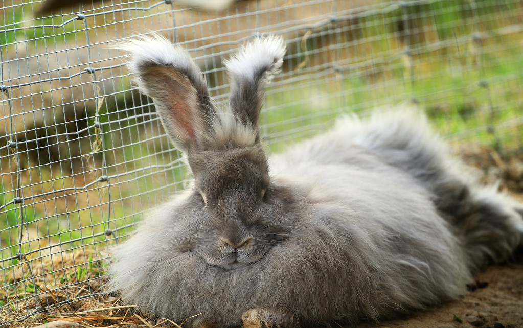 养兔人养兔三分靠管理七分靠技术,长毛兔子的养殖技术与方法
