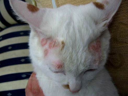 猫身上的猫癣用了药还具传染性吗,猫咪得了猫癣20天了还有传染性吗