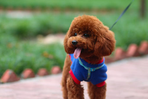 犬类体味排行,犬界中最优秀的五种牧羊犬