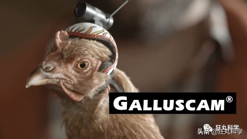 拿鸡当摄像机,拿鸡当摄像头