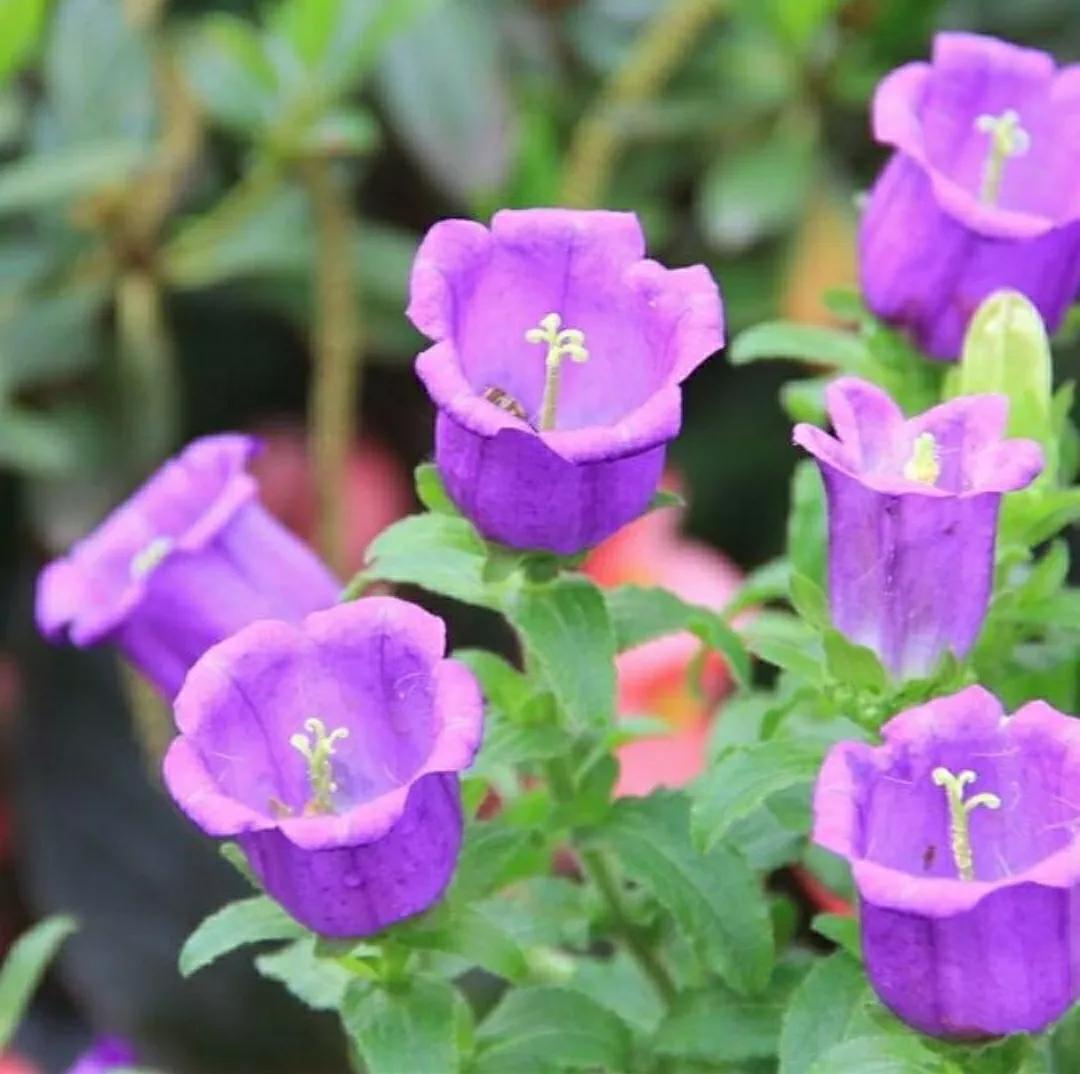 铃儿响叮当双音和弦五线谱,铃儿响叮当三级长笛