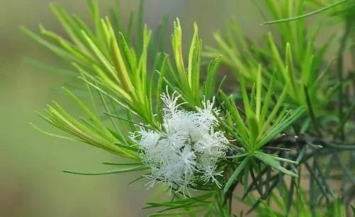 茶树精油的介绍,植物茶树精油