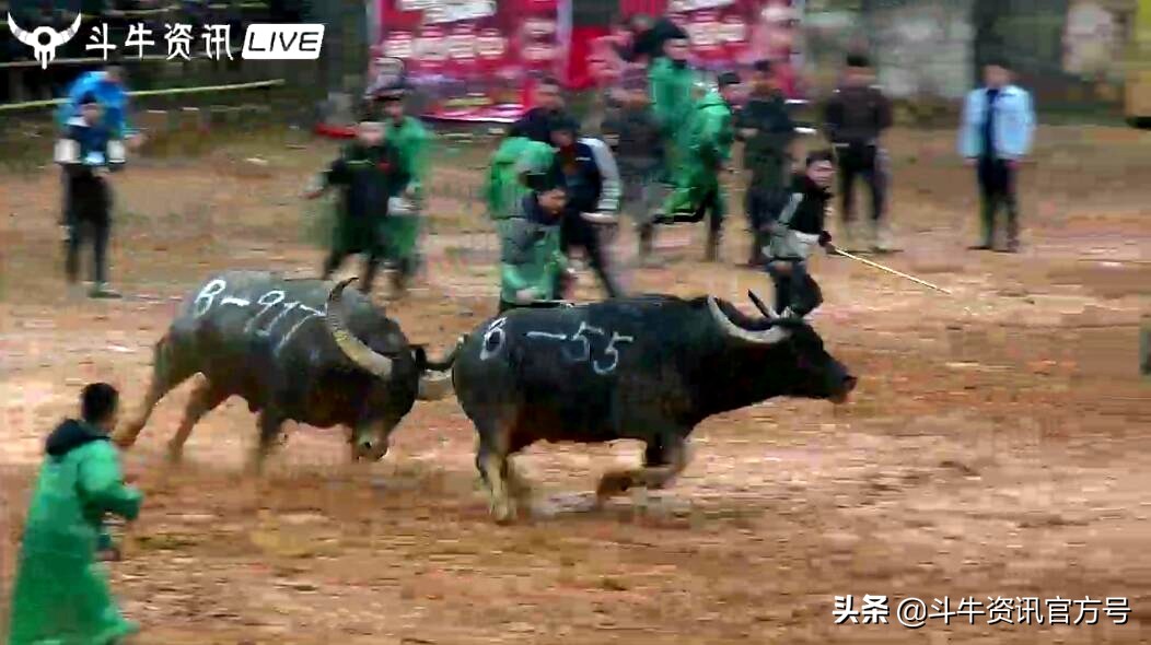 贵州甲定牛王斗牛赛,贵州斗牛牛王争霸赛2021