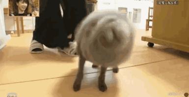 时尚前沿的“贵宾咩咩装”，到底是羊还是狗啊？