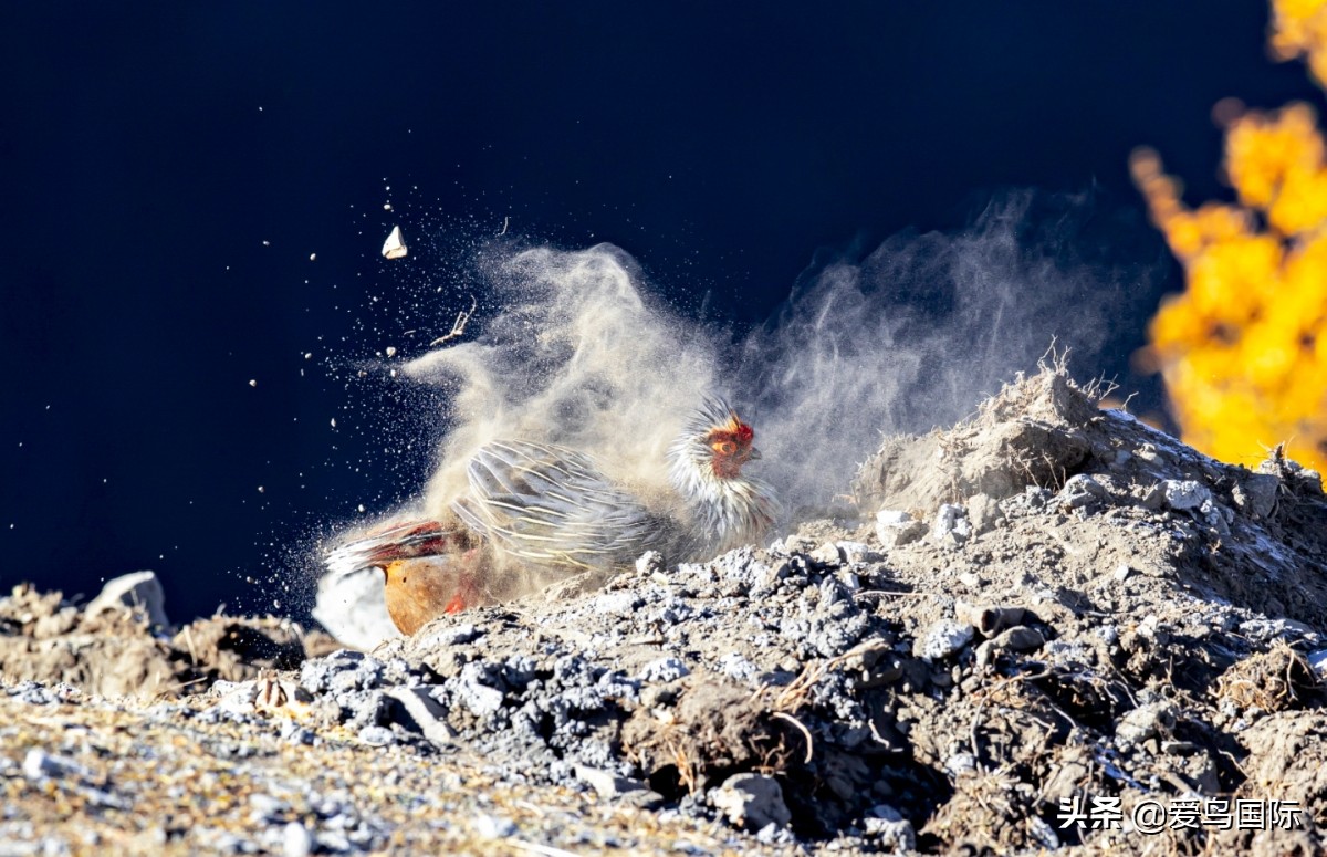 极简鸟类摄影欣赏,2019鸟类摄影作品欣赏