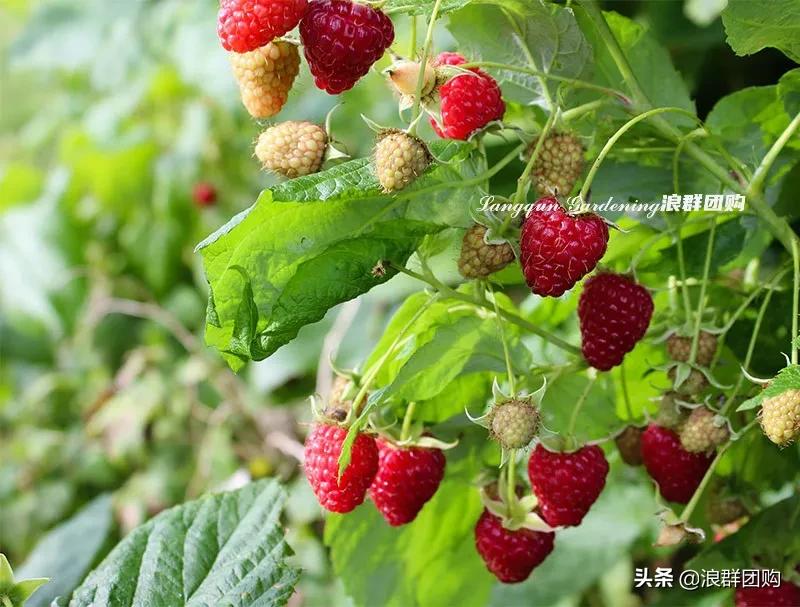 盆栽树莓能结多少果,盆栽果树一年可以长多高