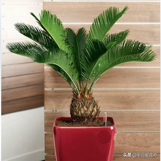 铁树不生根怎么办,铁树不茂怎么办