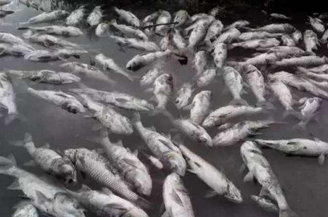 养殖鱼类遇到的水质问题怎么处理,当前春季淡水养殖鱼病有哪些