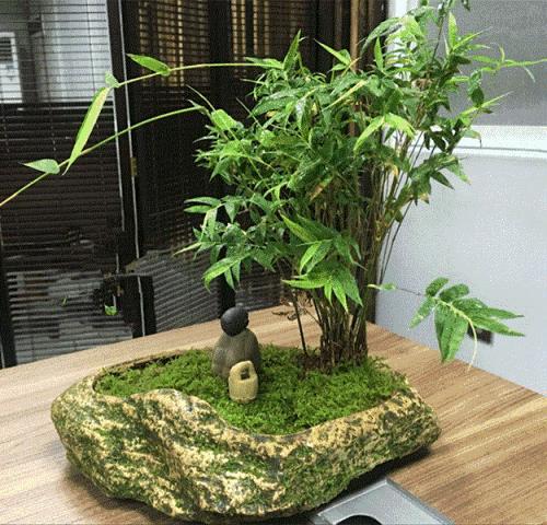 罗汉竹盆景怎么养护,观赏罗汉竹形状是啥样