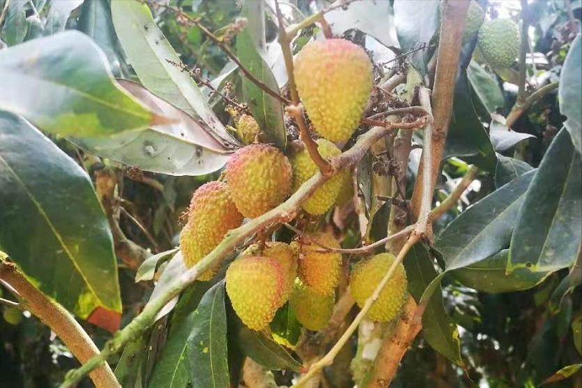 妃子笑荔枝价格跌成妃子哭,最大妃子笑荔枝多少钱一斤