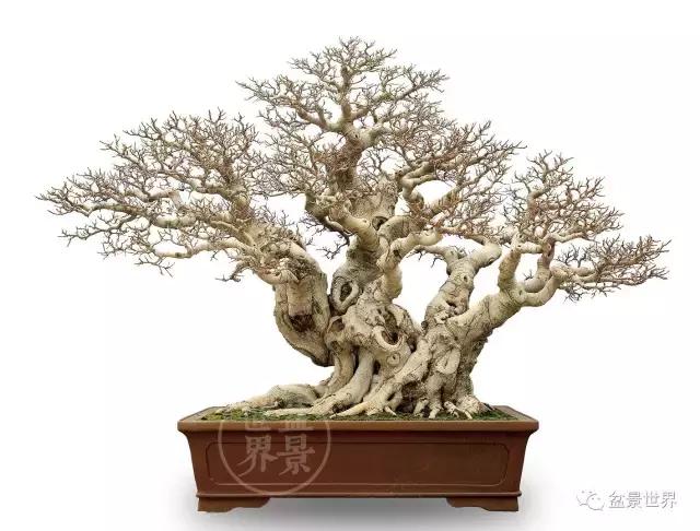 榕树罗汉松风水树,什么形状的榕树盆景好