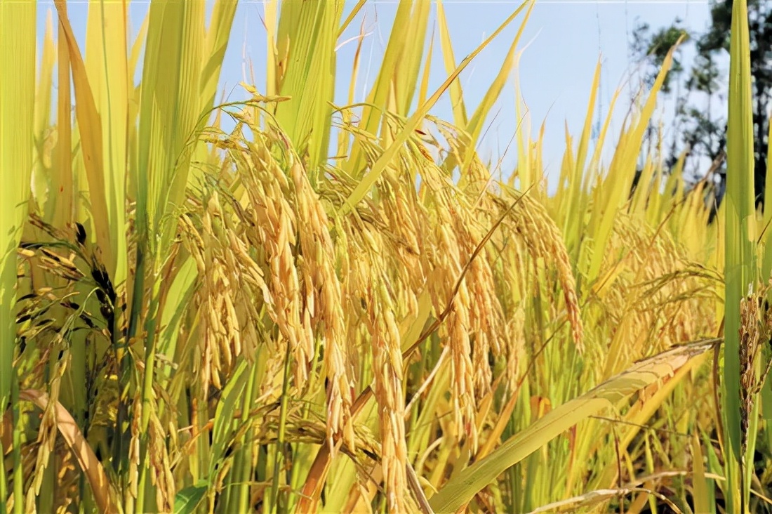 江门10大美景,江门打卡地景点推荐