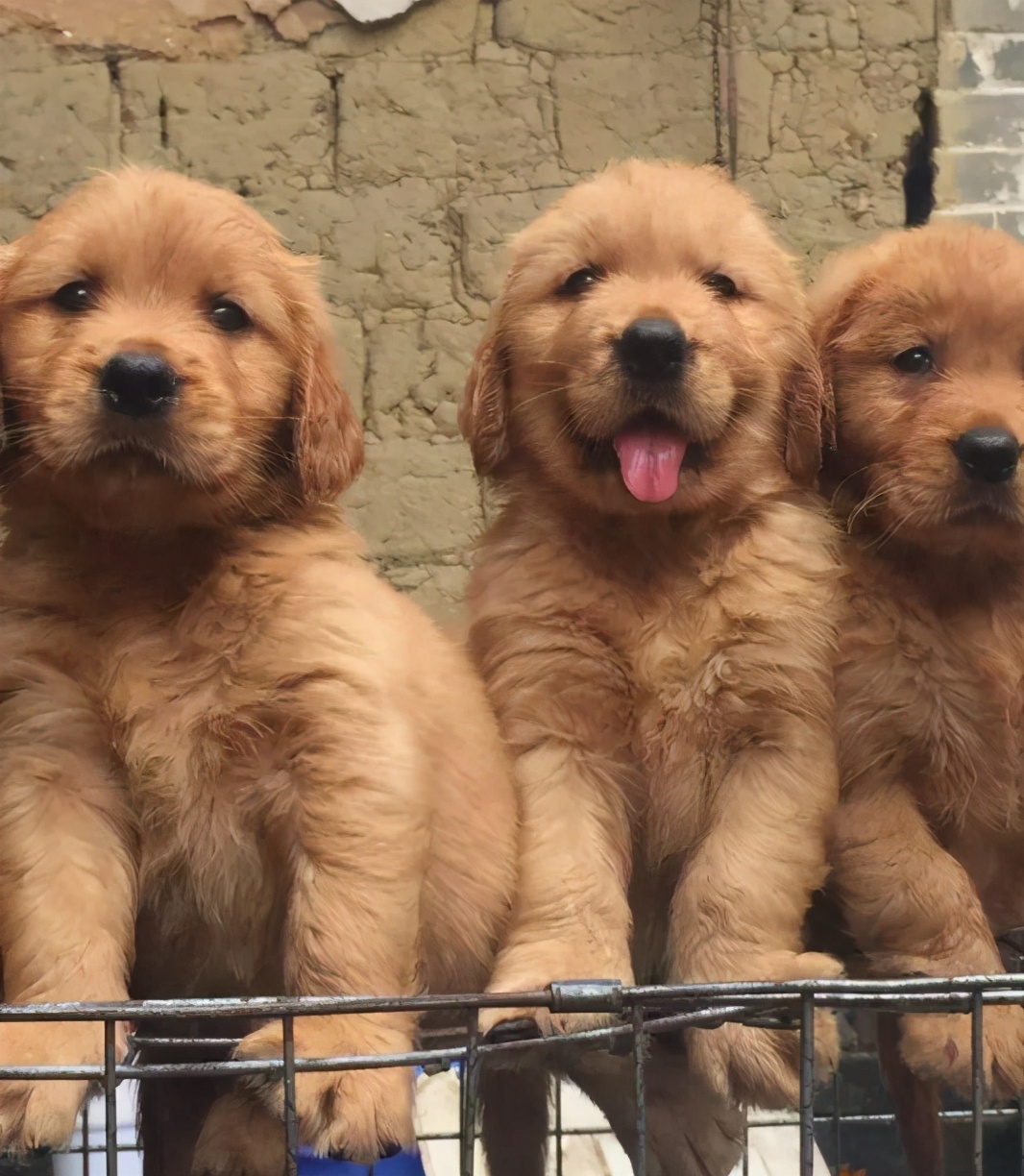 民间选狗秘笈教你怎么选出好狗,选狗最好的4种方法