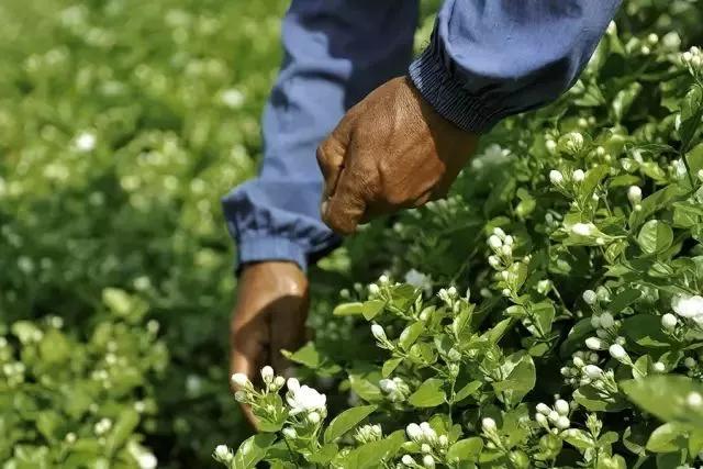 神仙水的替代护肤品,松赞和安缦