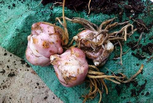 想要百合花花期长一点怎么做,想要养好花卉