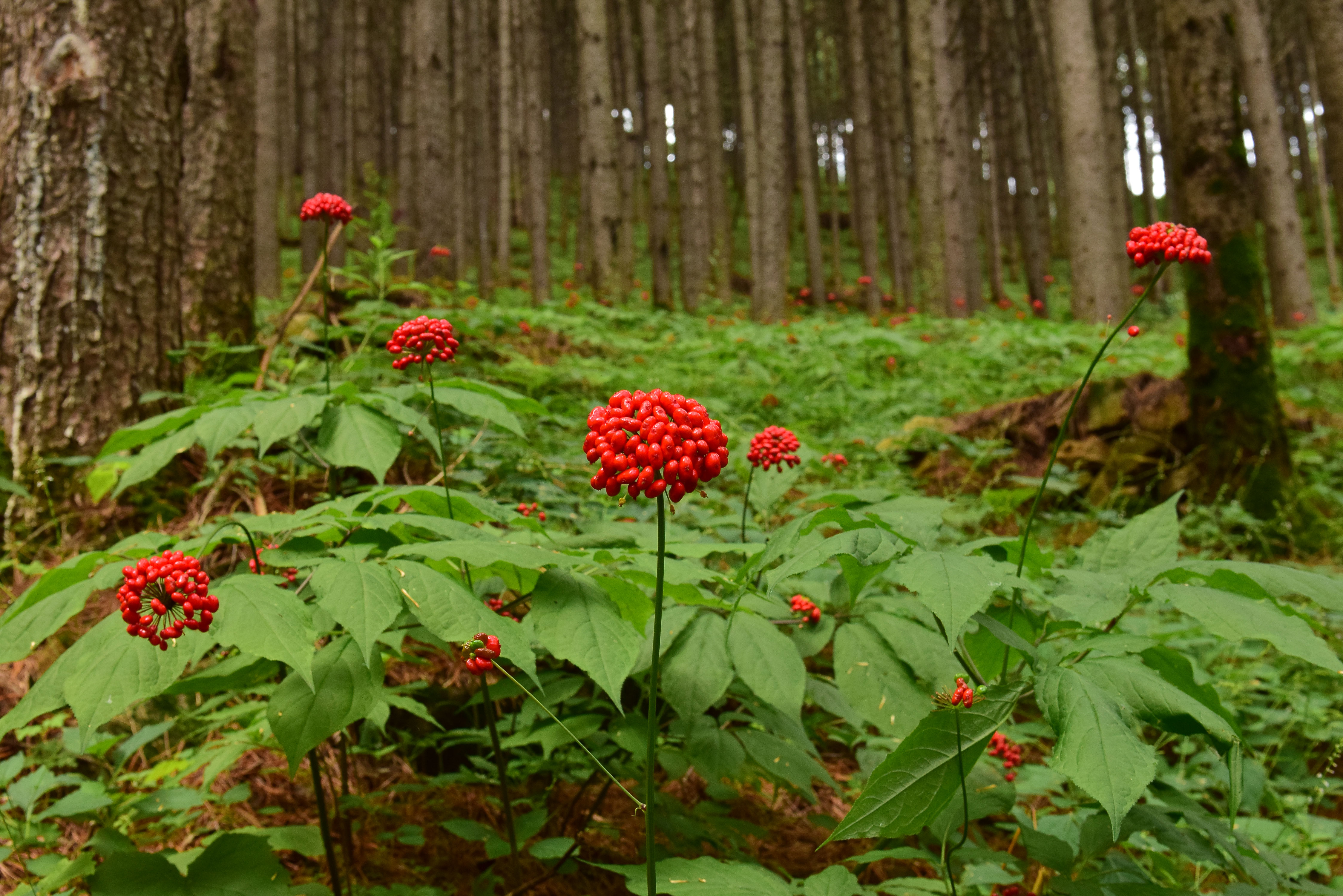 人参到底有多贵,人参真的很贵吗