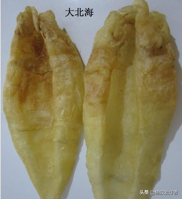 花胶鱼胶的功效与作用禁忌是什么,鱼胶花胶功效和禁忌