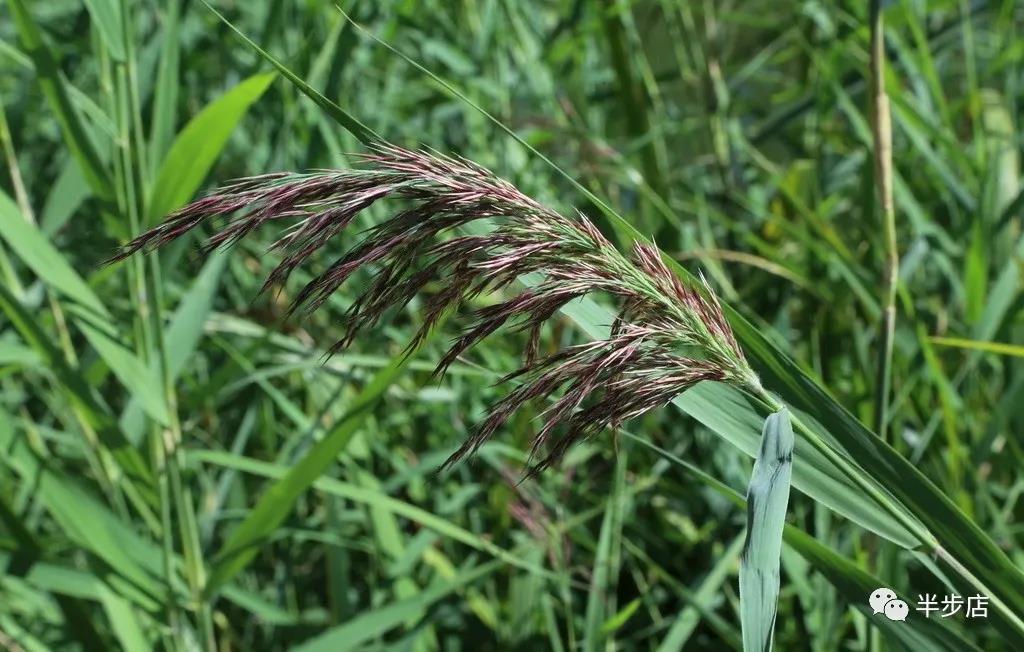 绽放的芦花（散文）作者：王学龙