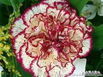 送给老师教师节礼物康乃馨,康乃馨教师节祝福语简短10字