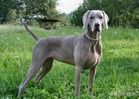 为什么德国犬种那么多,德国大型犬有哪些