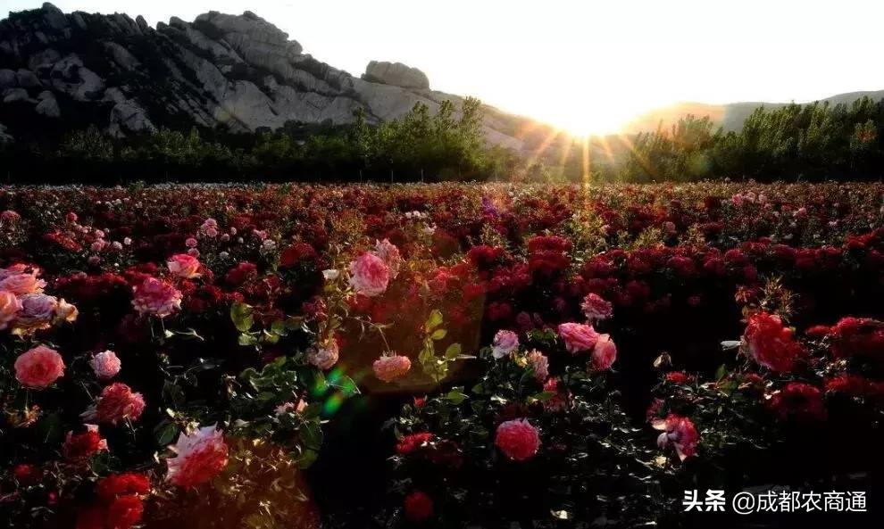 中国国花牡丹梅花之争,牡丹作为中国国花的特点