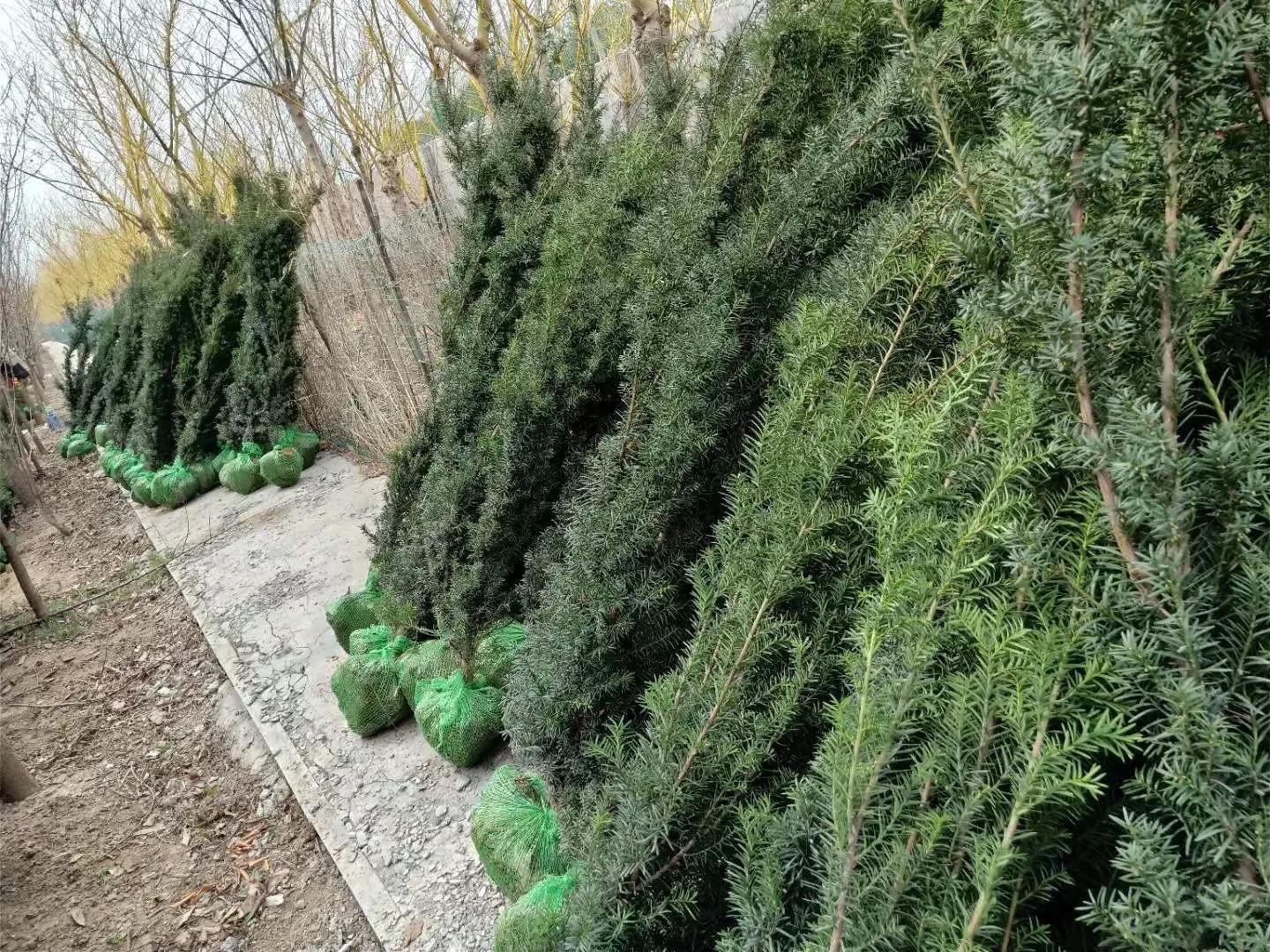 曼地亚红豆杉简介,最大的曼地亚红豆杉