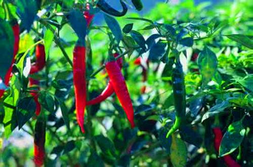 种辣椒叶发黄干枯怎么办,辣椒叶发黄发蔫怎样防治